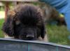 images/T-Wurf/T-Wurf Wo 9/3S8A2946-Bearbeitet.jpg